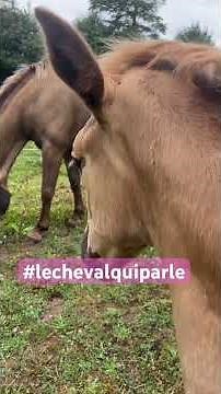 Jument et condition saillie #cheval #equestrianjourney #horse #lechevalquiparle #cavalier #mare