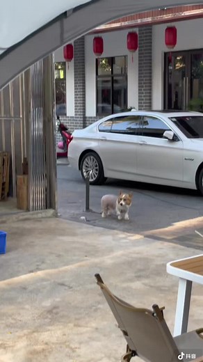 Ủa cíu cíuu 😫😫😫 #corgisoftiktok #corgipuppy #corgiland #corgivn