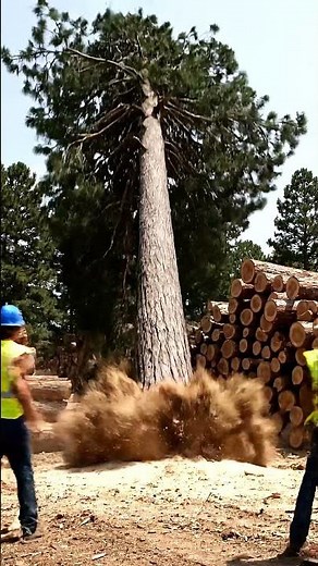 The tree starts falling and there’s only one option: run.