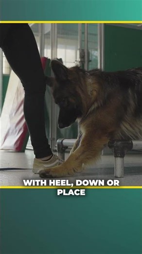 Teaching Your Dog Impulse Control: Step By Step For Pet Parents (1/3) #dogtraining #doglover