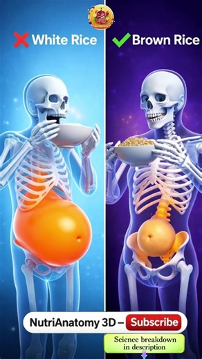 White Rice vs Brown Rice | Which Rice Is Healthier? 🍚 | NutriAnatomy 3D