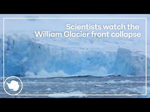 Scientists watch the William Glacier front collapse | British Antarctic Survey