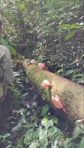 The "Steam-Orchid" creates an instant, localized fog bank when startled.