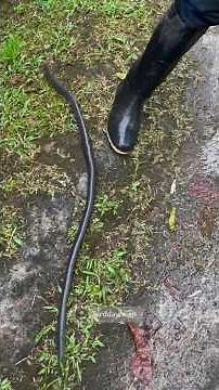 This Worm Is LONGER Than a Baseball Bat 🪱