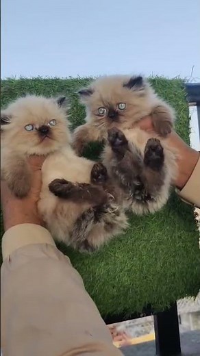 Beautiful Himalayan Kitten For Sale 🐱 | Blue Eyes Himalayan Cat | Zami Pets