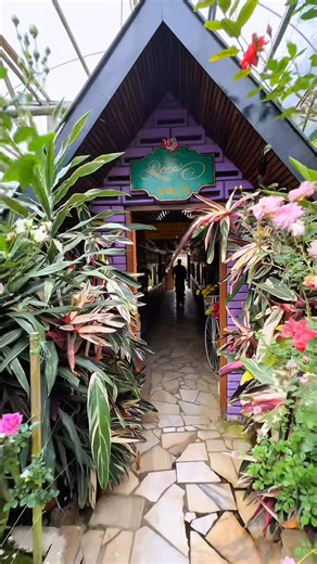 Cameron Vlog. Antara yg terawal di cameron 📍Rose Valley #cameronhighlands | Adila Ibrahim