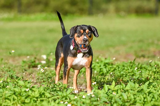 Beagle Pit (Beagle & Pitbull Mix) Info, Pictures, Facts, FAQs & More