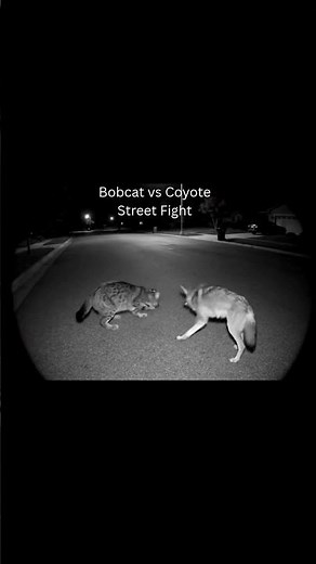 bobcat vs coyote fight under streetlight – cctv footage