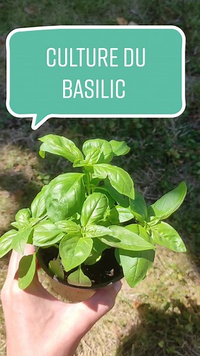 Conseils pour cultiver votre basilic avec succès