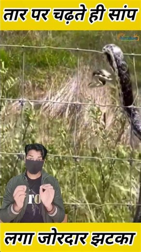 The snake got a strong shock as soon as it climbed the wire, yet the eagle did not come #snake #a...