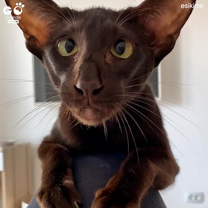 Did you ever hear of this cat breed before? 😻🥰 @esikimir | Furry Tails