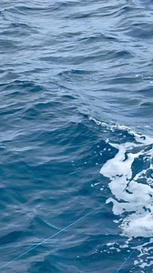 Never gets old… Left Teaser! | Off The Chain Fishing Charters, Fishing Charters in Stuart Fl