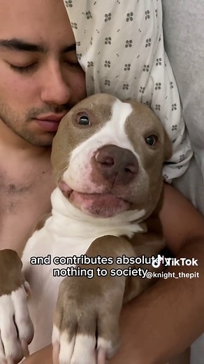 😆 #pitbulls #dogsoftiktok #funny #fyp | Pitbulls