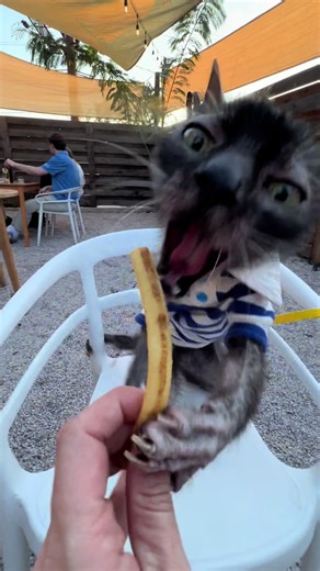 Fried Cat Memes That Will Make You Laugh