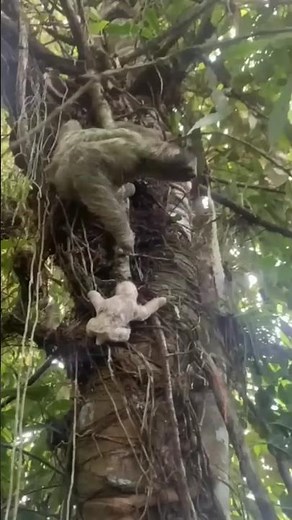 Baby Sloth Almost Falls From Tree (Cute Viral Video) 🦥 🥹