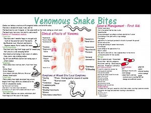 Venomous Snake Bites Families, Clinical Effects, First Aid, Early Manifestations, Complications, Bit