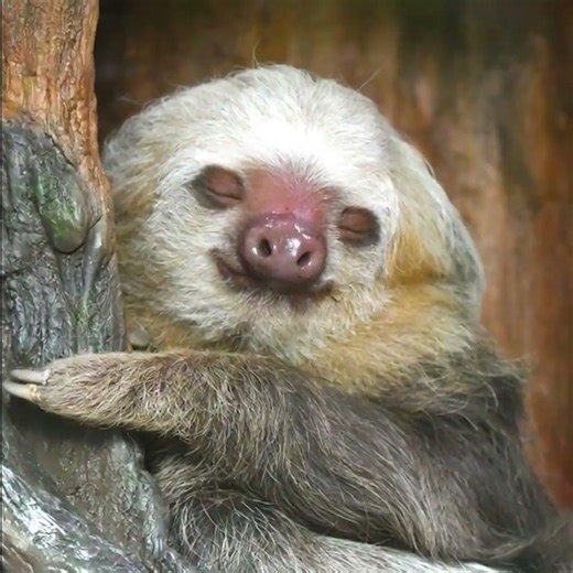 Two-Toed vs Three-Toed Sloths: Amazing Facts About These Slow-Moving Rainforest Animals 🦥