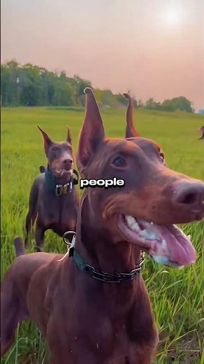 Your Birth Month = Your Dog Breed