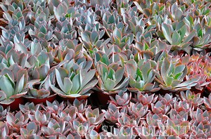 Drought Tolerant Plants For Sale | Wholesale OC Succulents