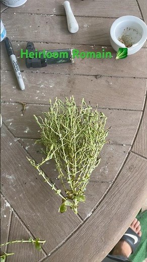 Harvesting Romaine Lettuce Seeds 🥬#garden