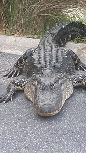 4.7K views · 487 reactions | Springtime & mating season in the...