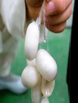 Expensive silk thread turns out to be insect vomit?