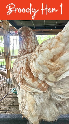 Hit the follow or save this video! Tomorrow I’ll post how I broody break them! There are a few key points you’ll want to know. #broodyhen #purelychickens #chickens #motherhen #chickencoop #silkies #broody #broodyhens #hens #chickenkeeping #chickenkeeper | Purely Chickens