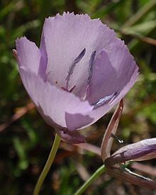 Calochortus nudus - Alchetron, The Free Social Encyclopedia