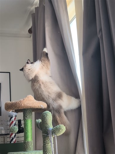 Hilarious Ragdoll Cat Circus Acrobatics at Home