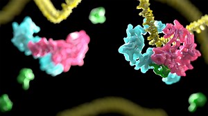 How is the Fanconi Anaemia pathway activated to remove DNA lesions? - MRC Laboratory of Molecular Biology