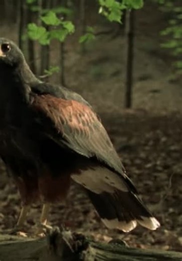 Animorphs S01:E14 - Tobias