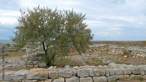 The tree of Elaeagnus angustifolia (Russian olive) growing on the ruins of an ancient city near the sea. Stock Video