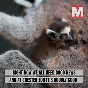 41K views · 896 reactions | Some good news as these twin baby lemurs are born at Chester Zoo  | The Mirror | Facebook