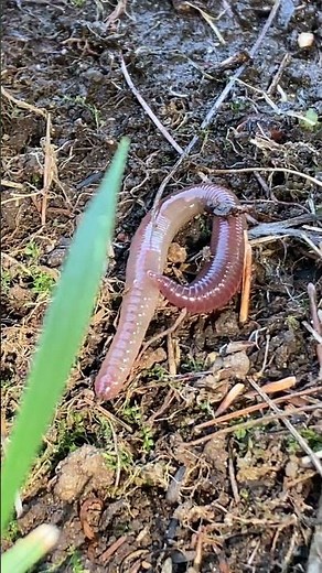 Earthworm "NIGHT CRAWLER" Moving UP CLOSE #nature #wildlife #animals #shortsvideo #shorts #wow #omg