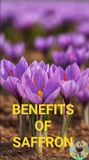 Saffron: The Golden Medicinal Herb | Science, Traditional Uses & Health Benefits