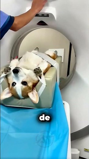 Here Is How We Pack Animals for a CT Scan