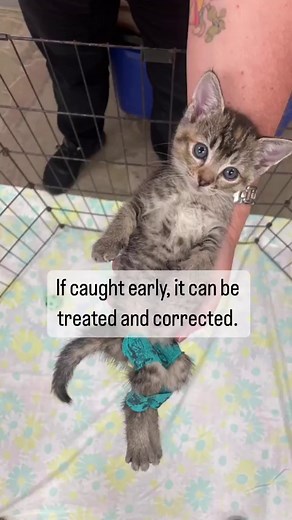 Meet Emmer the Swimmer. Emmer has Swimmer Syndrome, a rare occurrence in kittens caused by malformed limbs hindering the use of the hind legs. When Emmer started walking, she dragged her feet behind her. But after a single week of physical therapy, she’s already making so much progress! Follow along on Emmer’s recovery journey and see her weekly progress updates. Your donations to KHS go to animals like Emmer to make sure she has the best chance at a long, healthy life. #kauaihumanesociety #orph