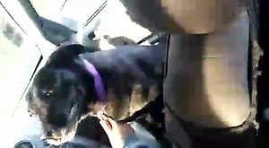 Día de estudios!! #Comando placa, #Muñuelo y #PabloMármol ecocardiograma.💪💪 | Refugio Las Renatas