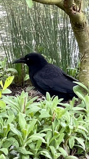 Is this a crow or a common raven? It hangs around the lake at a nature park where there are lots of waterbirds. #wildlife #corvus #crow #raven #predator #birdwatching #birdwatchers #fbreelsfypシ゚ | Josephine Crispin