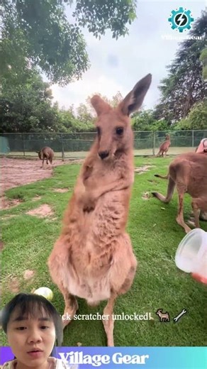 Animals scratch themselves to relieve itching.