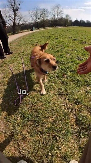 Hunde verbinden ohne Worte #hund #hundeliebe #tierschutz #hundetraining #hunde