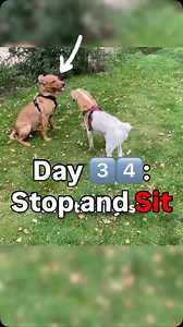 Day 3️⃣4️⃣: Stop and Sit | MK9Plus_Dogs