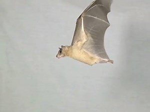 Fun Fact: While other mammals can glide, bats are the only mammals capable of continued flight. | RedOrbit.com