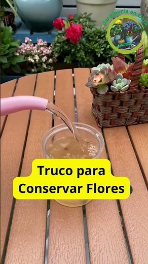Flower Preservation Tips: How to Stimulate Growth and Prevent Rot