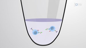 Video: Selective Isolation of  CD4  Vδ1  γδ T Cells from Human Peripheral Blood Mononuclear Cells - Experiment
