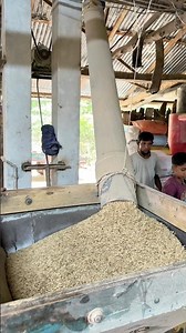 Machine-Powered Rice Threshing Process | Fast & Efficient Paddy Harvesting Technology #villagelife