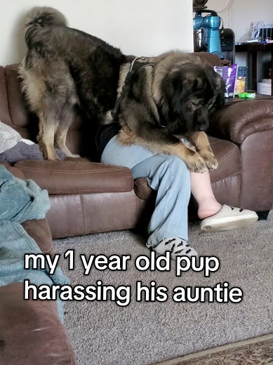 Caucasian Ovcharka Pup Playfully Harassing Auntie