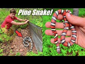 Finding RARE Snakes Hiding Under Tin and Trash!