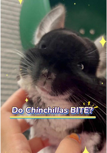 Understanding Chinchilla Bites: Love or Biting?