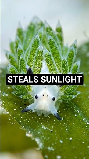 This Tiny Slug Steals Sunlight☀️